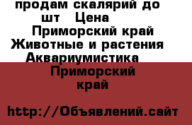 продам скалярий до 30шт › Цена ­ 50 - Приморский край Животные и растения » Аквариумистика   . Приморский край